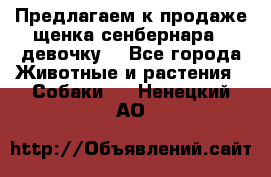 Предлагаем к продаже щенка сенбернара - девочку. - Все города Животные и растения » Собаки   . Ненецкий АО